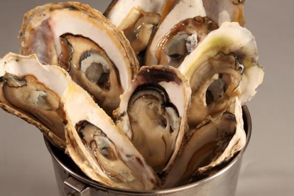 Fresh Oysters